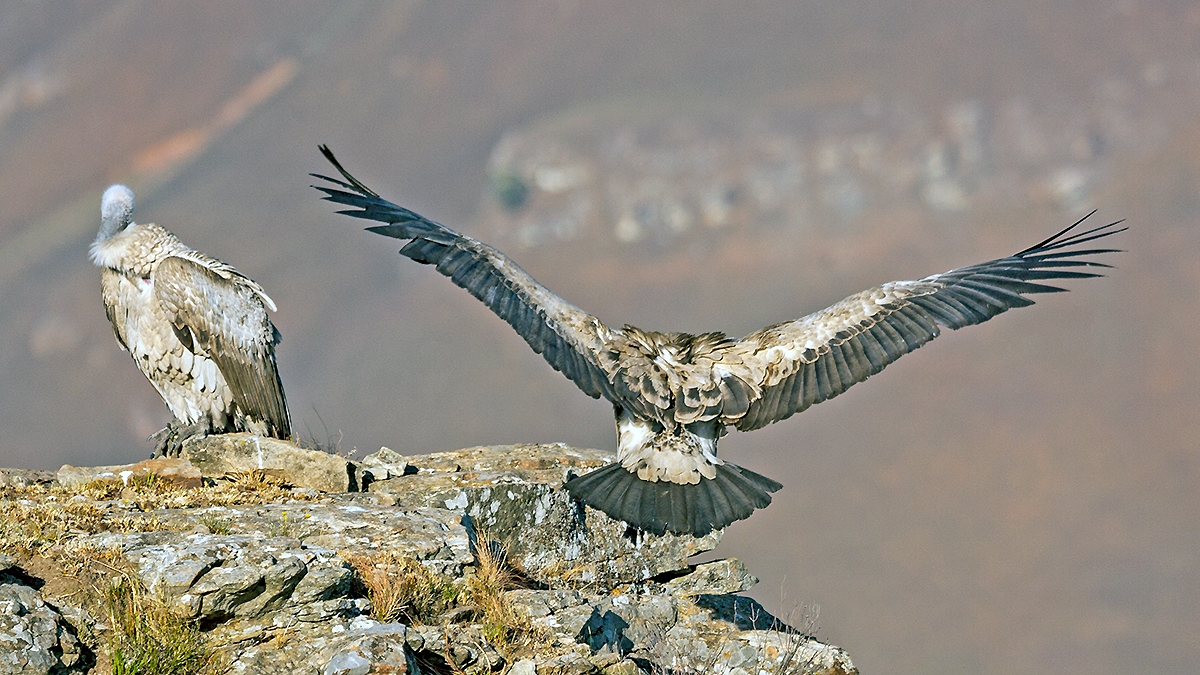 Cape Vulture [Gyps coprotheres]