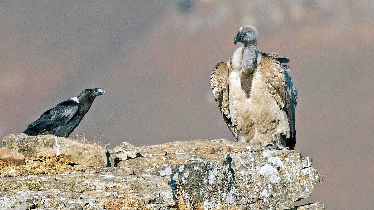 Cape Vulture [Gyps coprotheres]