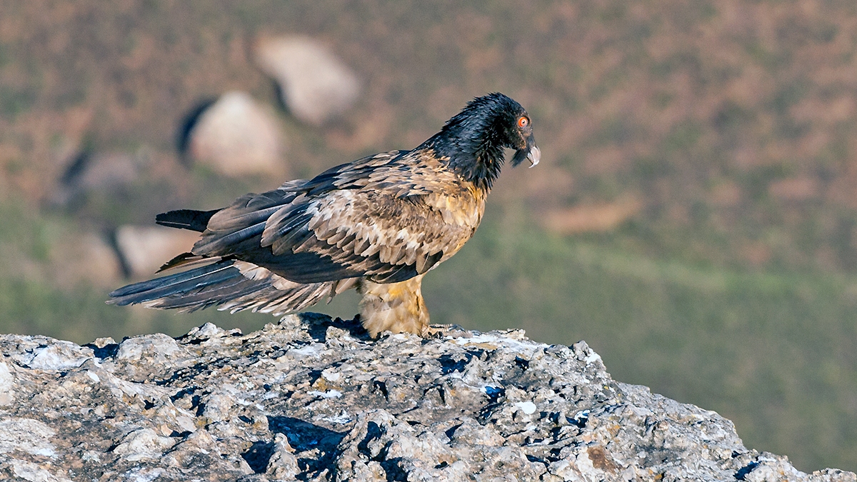 Bearded Vulture [Gypaetus barbatus meridionalis]