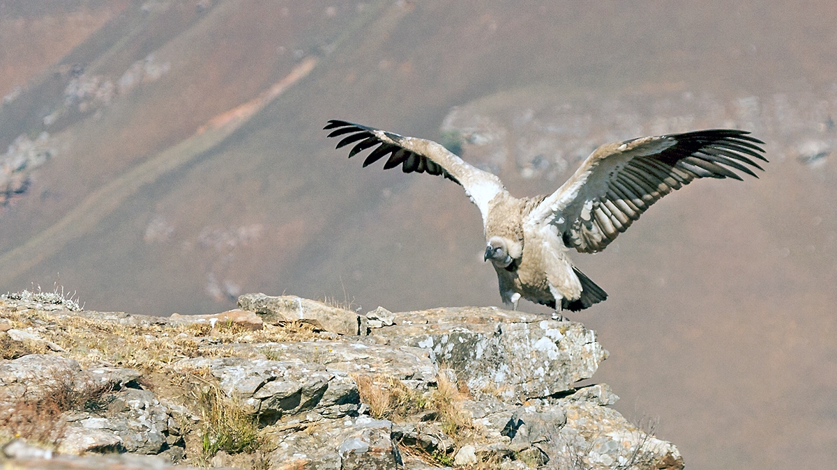 Cape Vulture [Gyps coprotheres]