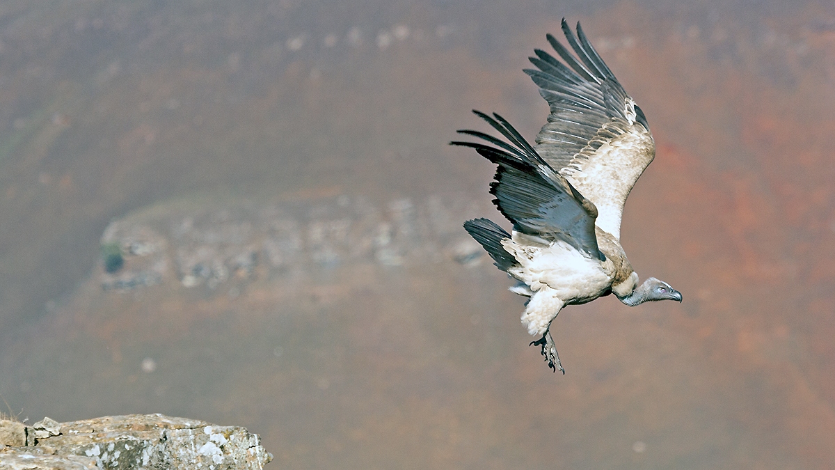 Cape Vulture [Gyps coprotheres]