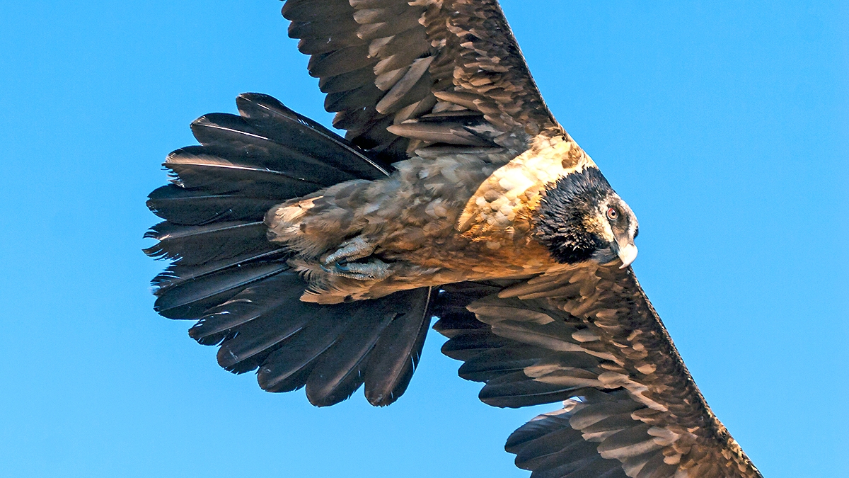 Bearded Vulture [Gypaetus barbatus meridionalis]