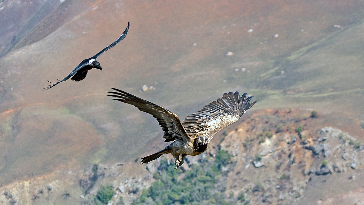 Bearded Vulture [Gypaetus barbatus meridionalis]