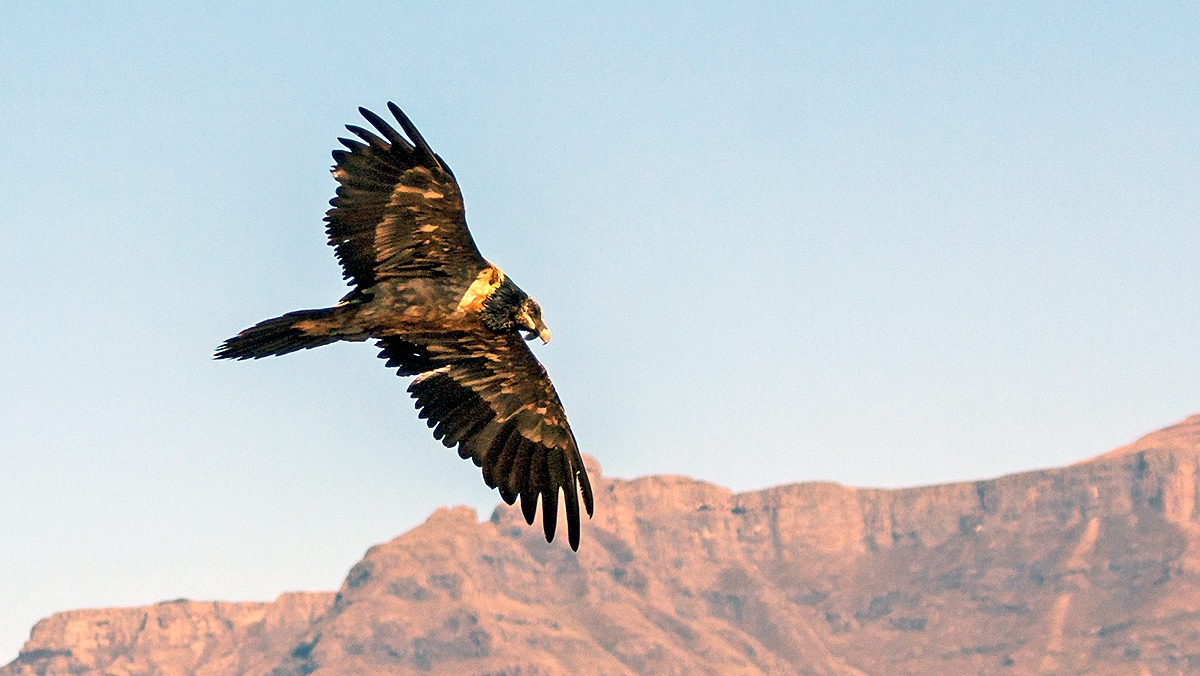 Bearded Vulture [Gypaetus barbatus meridionalis]