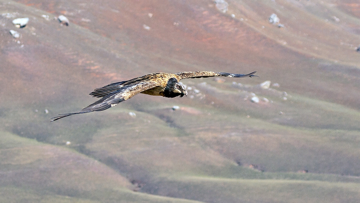 Bearded Vulture [Gypaetus barbatus meridionalis]