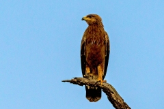 Lesser Spotted Eagle [Clanga pomarina?]