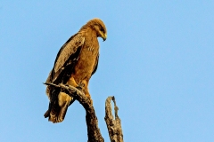 Lesser Spotted Eagle [Clanga pomarina?]