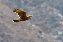 Harris's Hawk [Parabuteo unicinctus unicinctus]