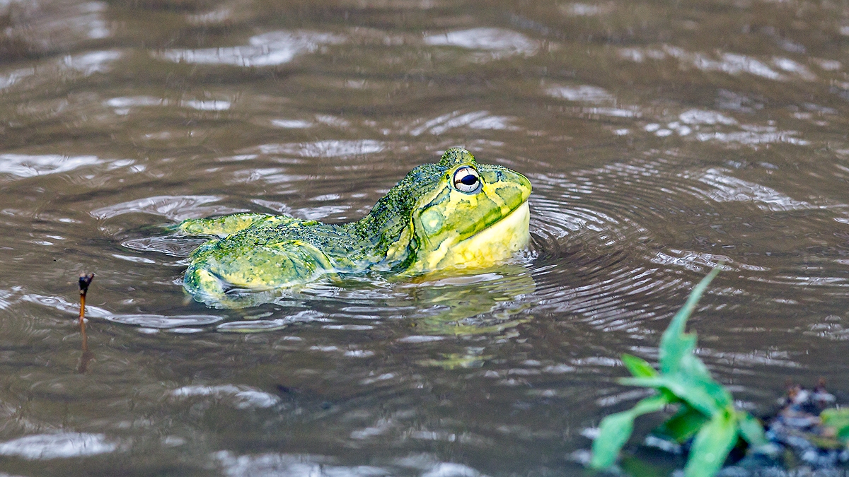 Giant African Bullfrog [Pyxicephalus adspersus]