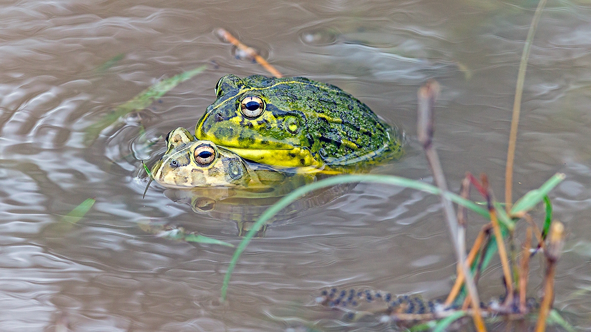Giant African Bullfrog [Pyxicephalus adspersus]