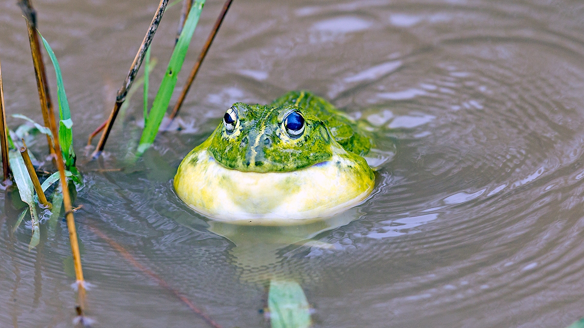 Giant African Bullfrog [Pyxicephalus adspersus]