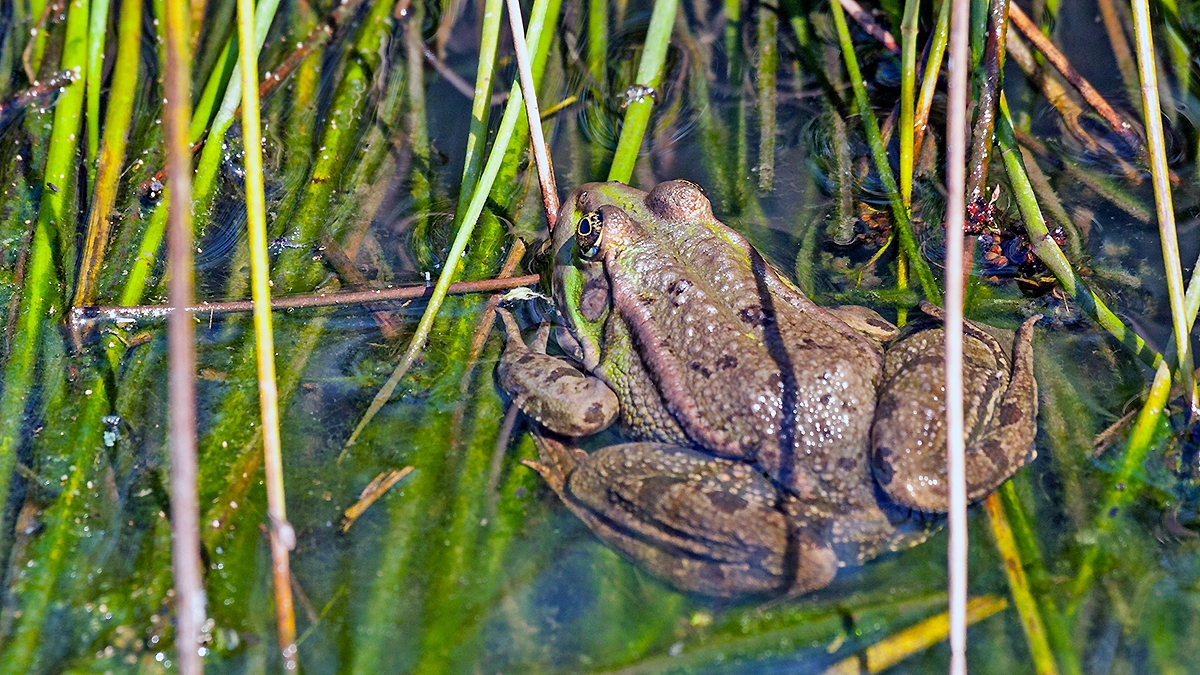 Common Frog [Rana temporaria]
