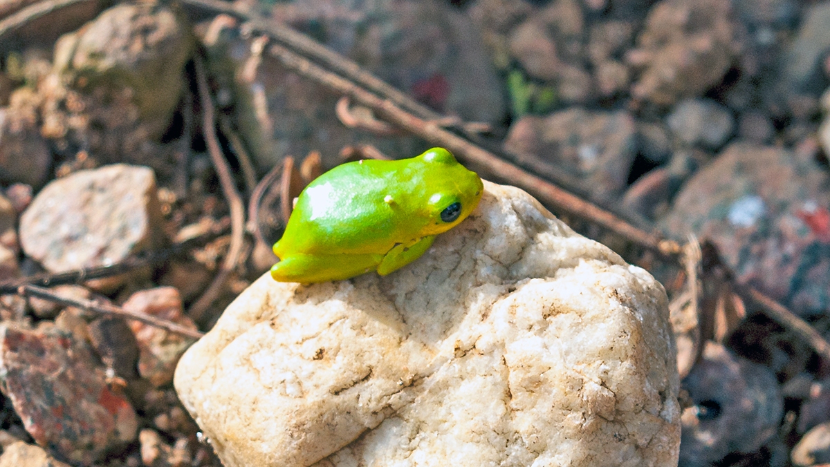 Lime Reed Frog [Hyperolius fusciventris]