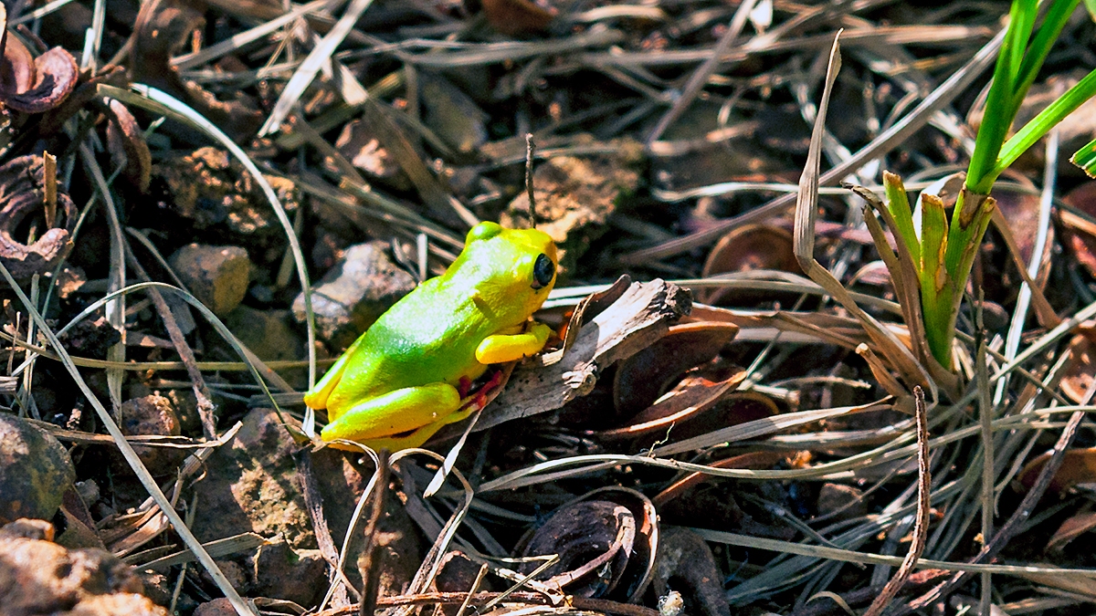 Lime Reed Frog [Hyperolius fusciventris]