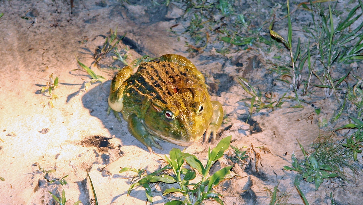 Giant African Bullfrog [Pyxicephalus adspersus]