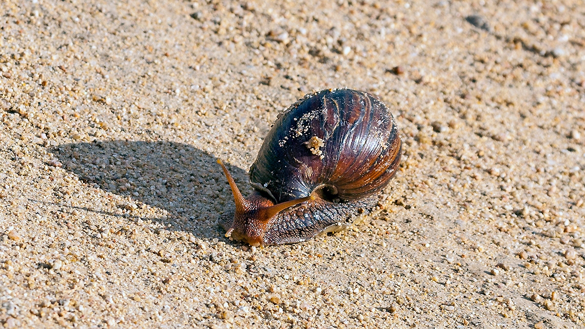 African Giant Snail [Lissachatina fulica]