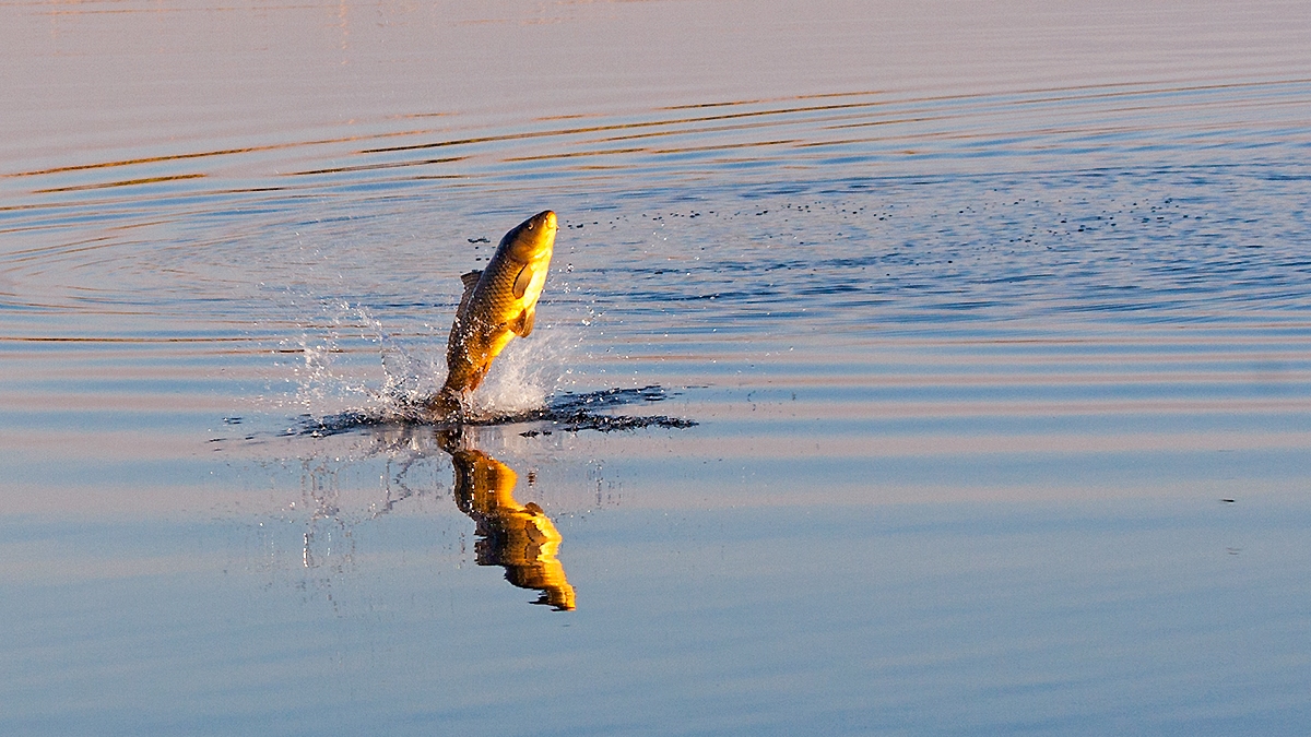 Common Carp [Cyprinus carpio]