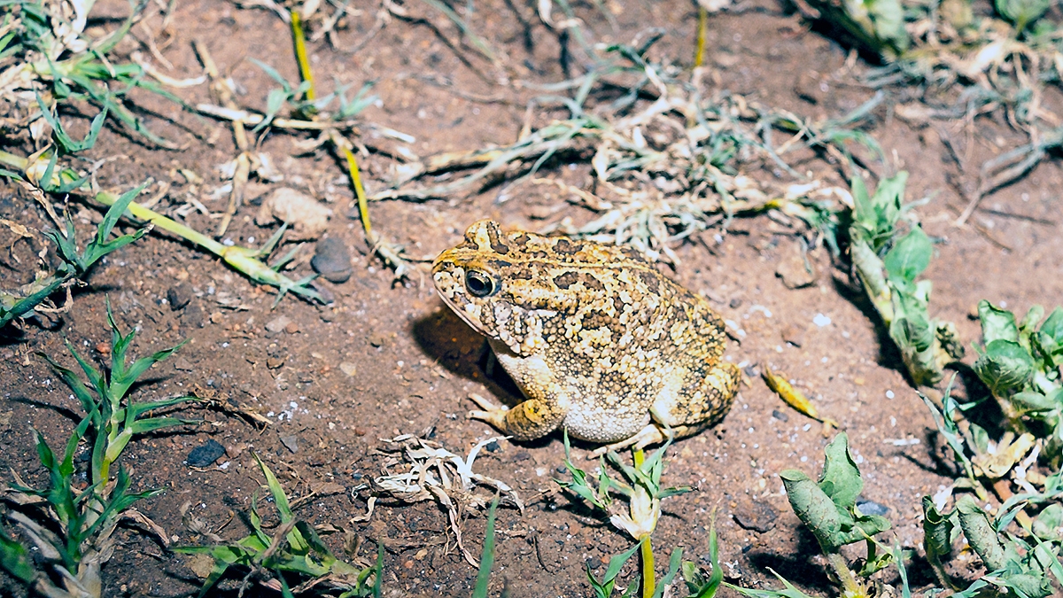 Guttural Toad [Sclerophrys gutturalis]