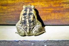 Cane Toad [Rhinella marina]