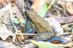Wet Forest Toad [Incilius melanochlorus]