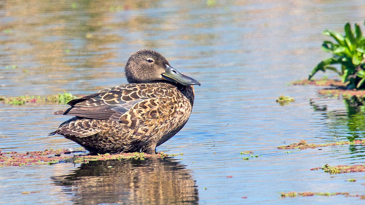 Cape Shoveler [Spatula smithii]