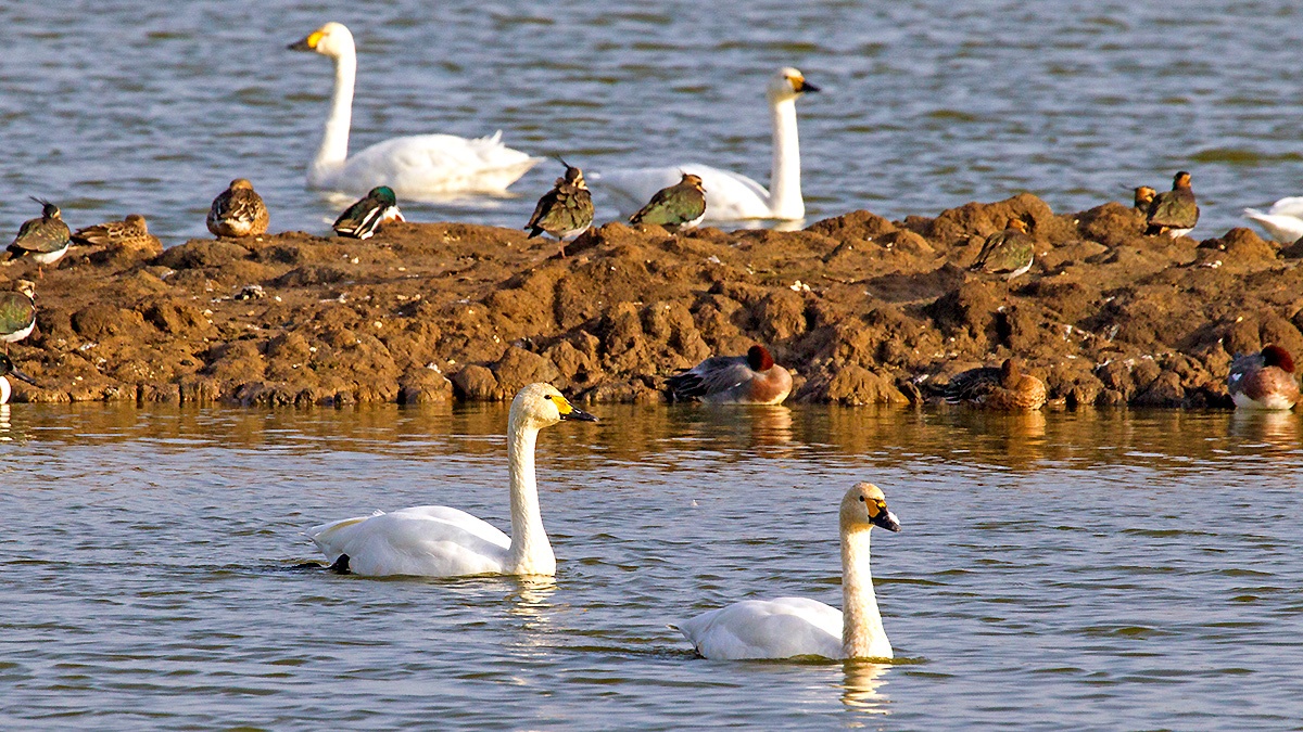Tundra Swan [Cygnus columbianus bewickii]