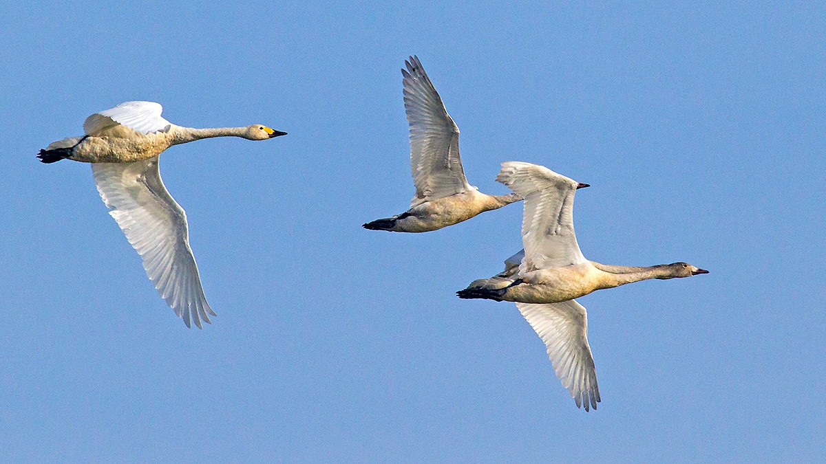 Tundra Swan [Cygnus columbianus bewickii]