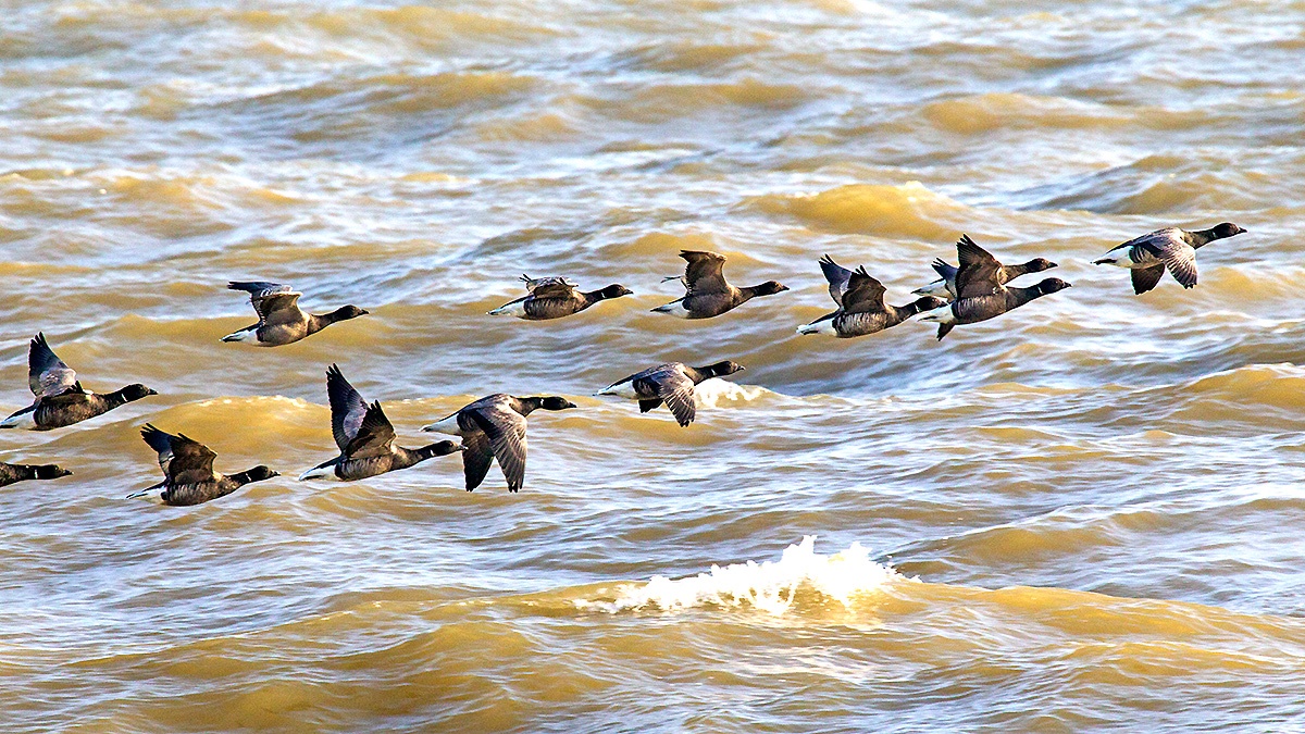 Brant Goose [Branta bernicla bernicla]