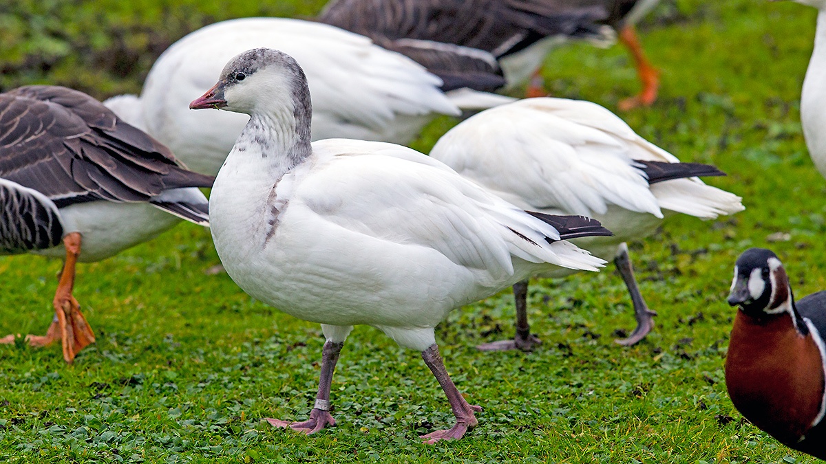 Ross's Goose [Anser rossii]