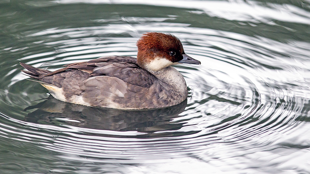 Smew [Mergellus albellus]