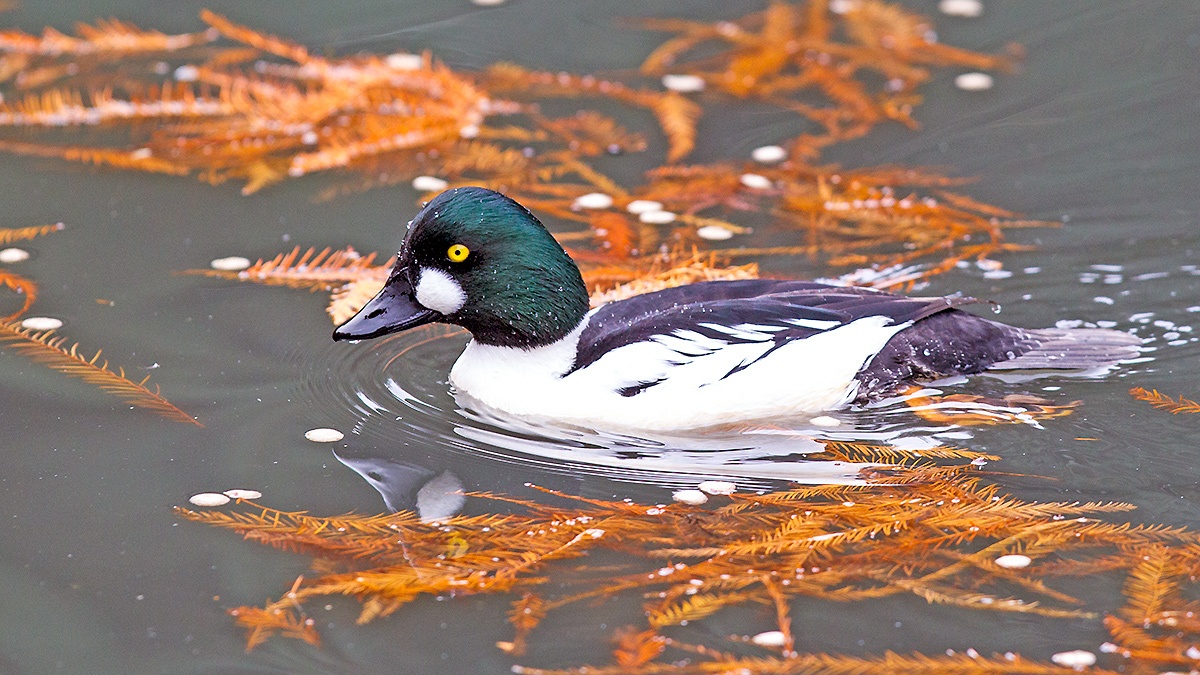 Common Goldeneye [Bucephala clangula clangula]