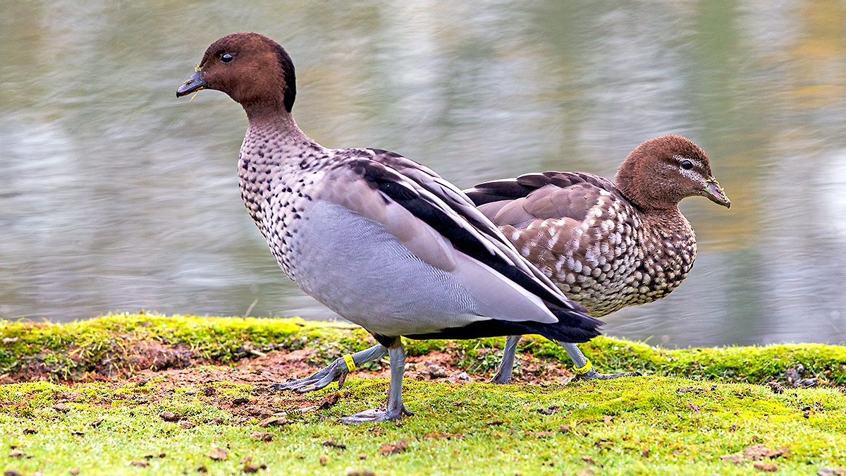 Maned Duck [Chenonetta jubata]