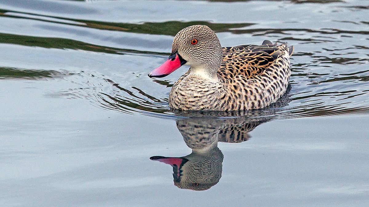 Cape Teal [Anas capensis]