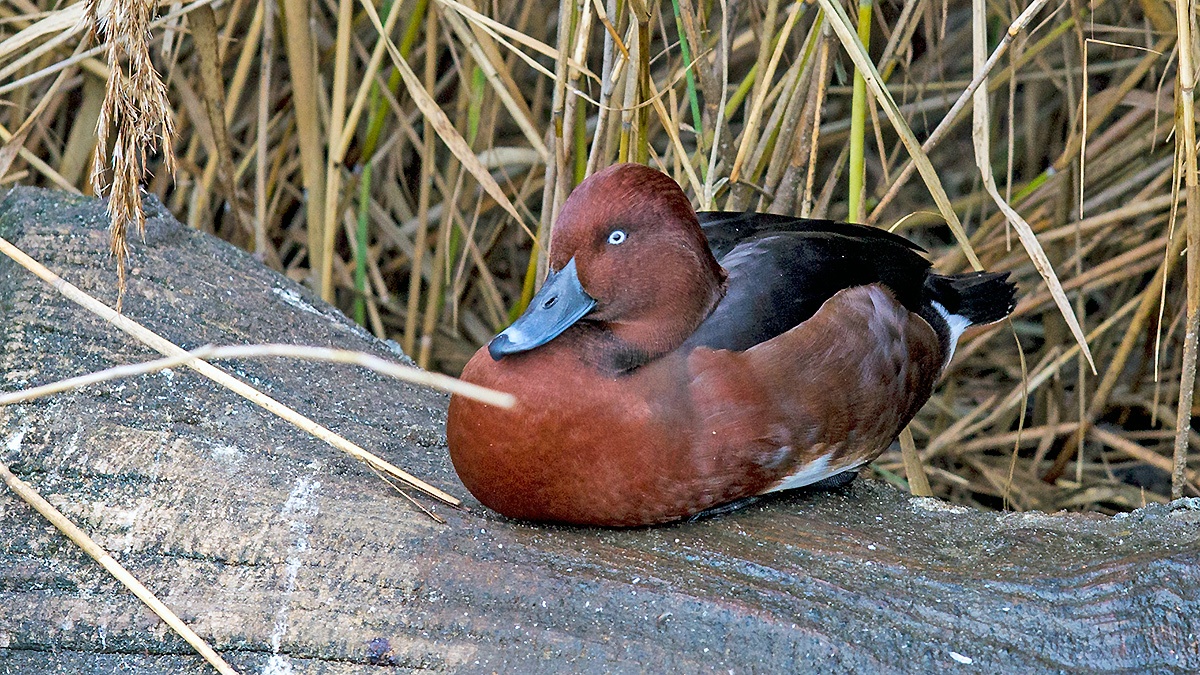 Ferruginous Duck [Aythya nyroca]