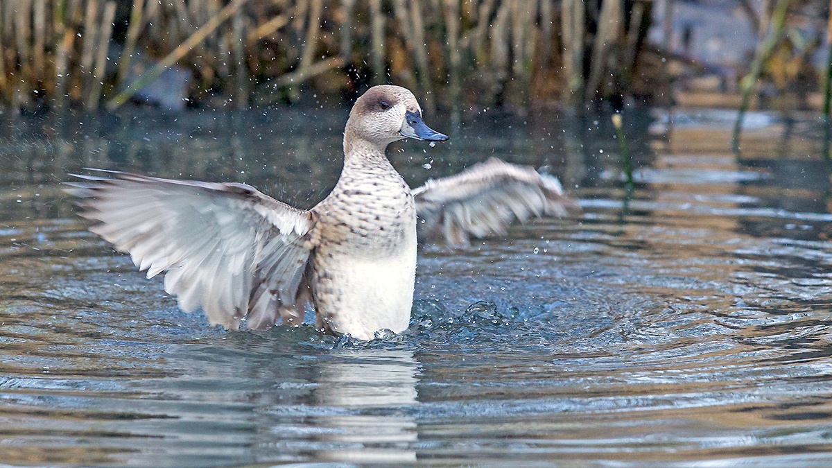 Marbled Duck [Marmaronetta angustirostris]