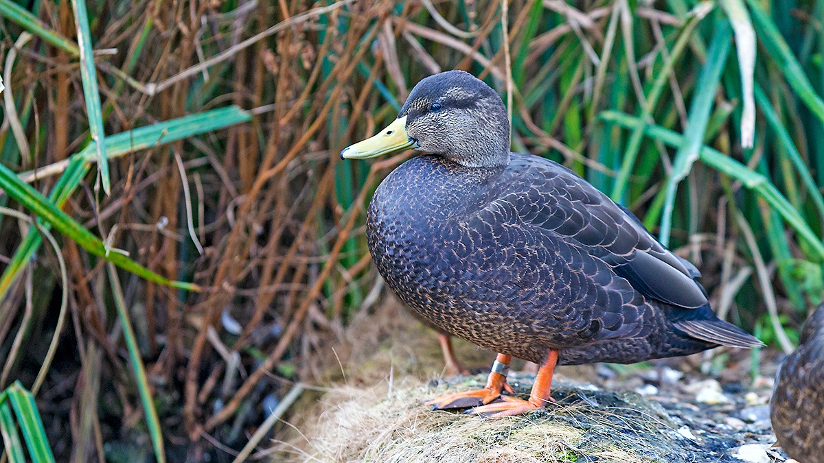 American Black Duck [Anas rubripes]