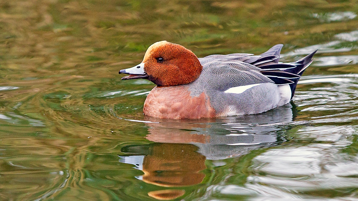Eurasian Wigeon [Mareca penelope]