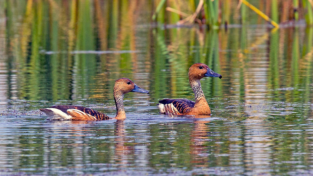 Fulvous Whistling Duck [Dendrocygna bicolor]