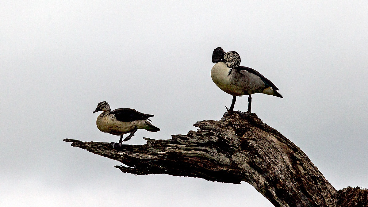 Knob-billed Duck [Sarkidiornis melanotos]