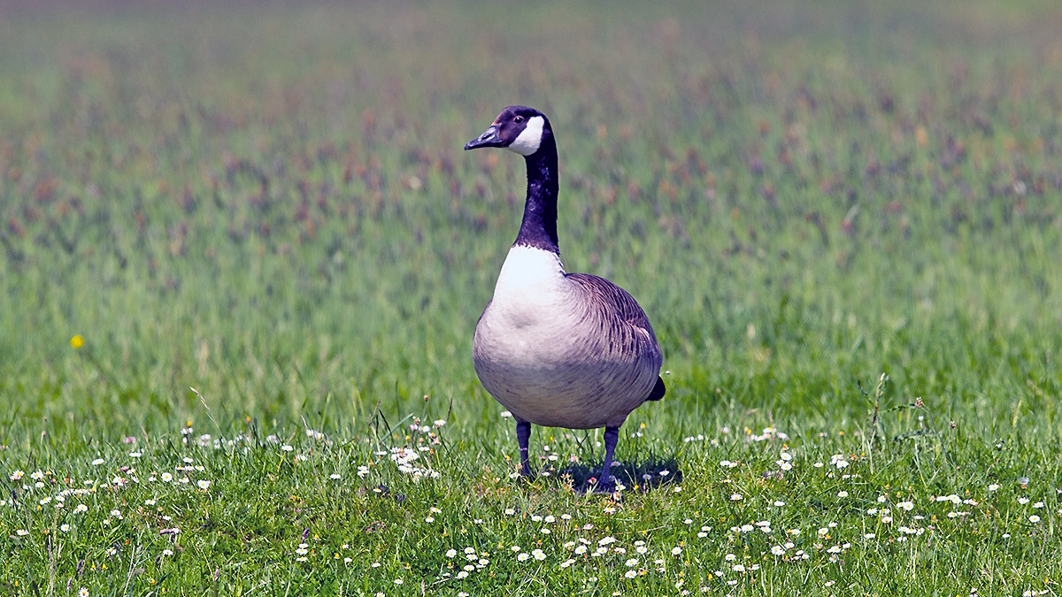 Canada Goose [Branta canadensis]