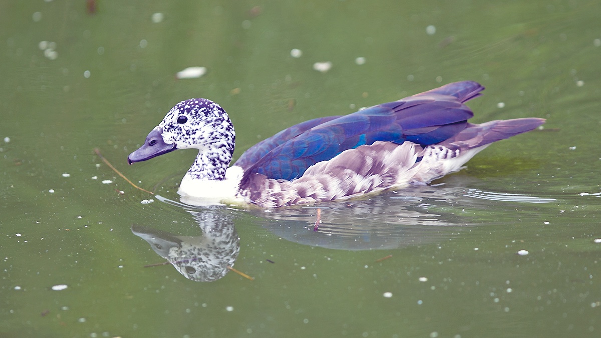 Comb Duck [Sarkidiornis sylvicola]