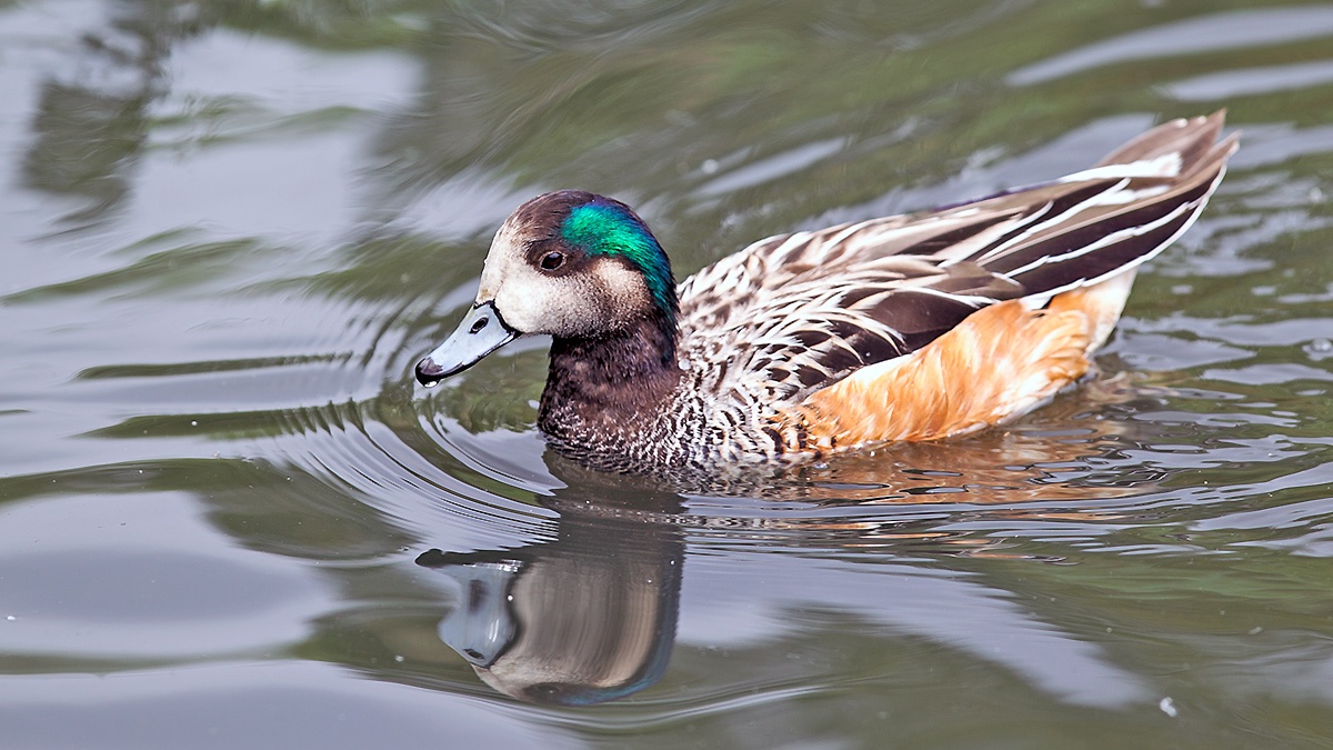 Chiloe Wigeon [Mareca sibilatrix]