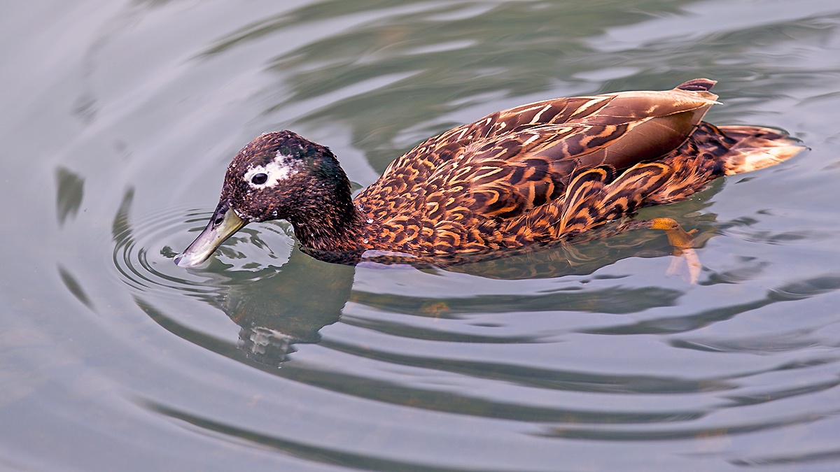 Laysan Duck [Anas laysanensis]