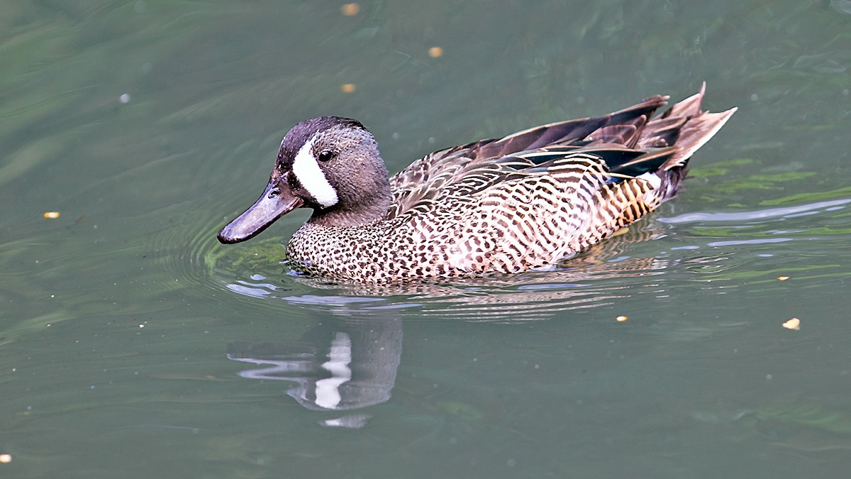 Blue-winged Teal [Spatula discors]
