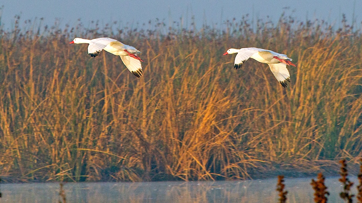 Coscoroba Swan [Coscoroba coscoroba]