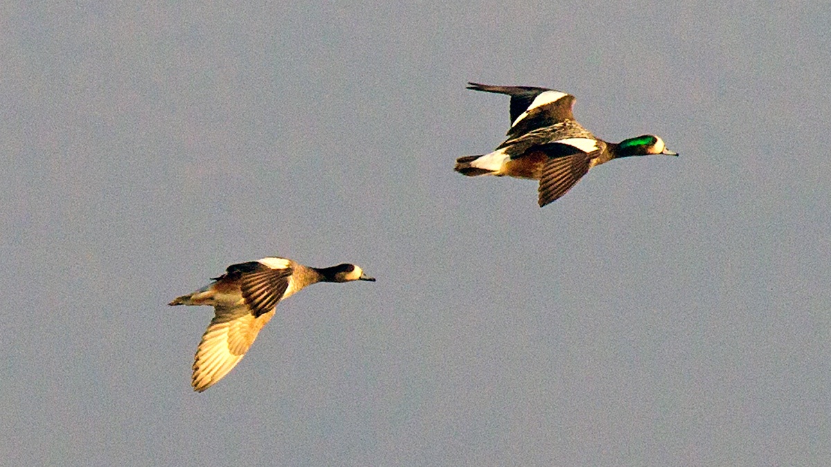 Chiloe Wigeon [Mareca sibilatrix]