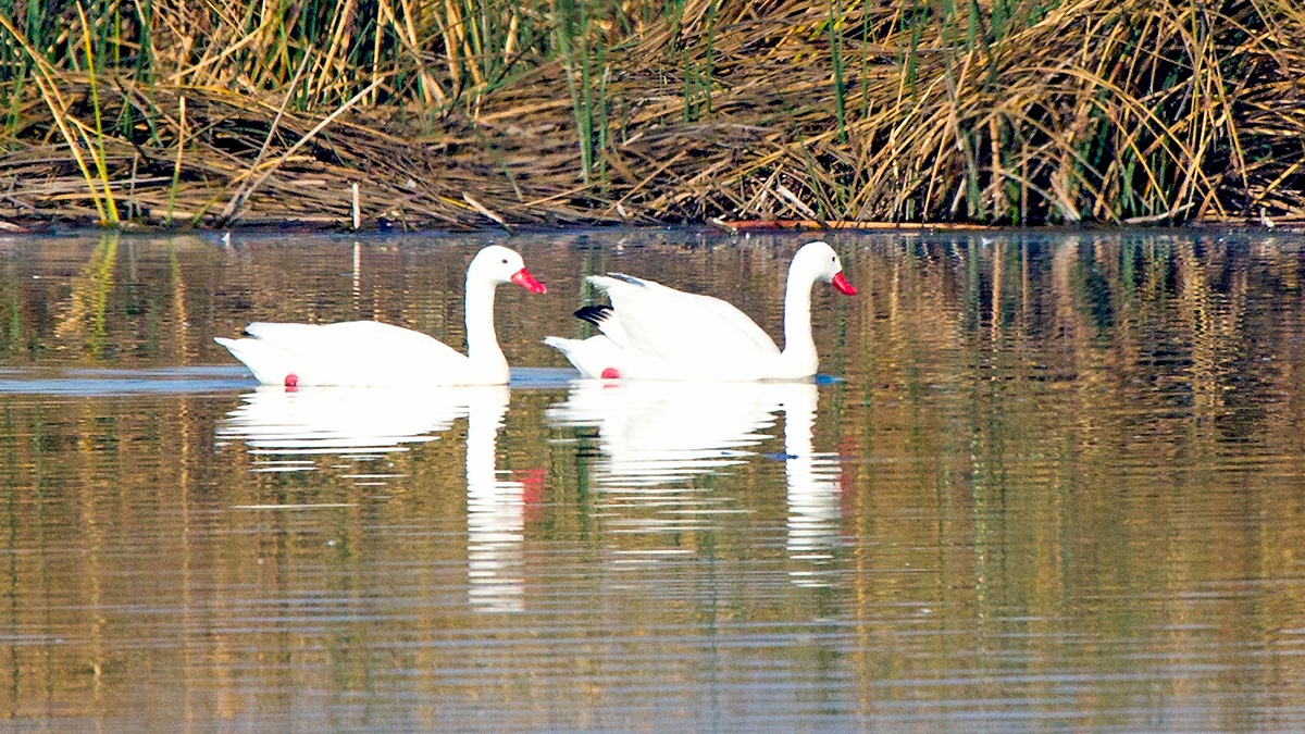 Coscoroba Swan [Coscoroba coscoroba]