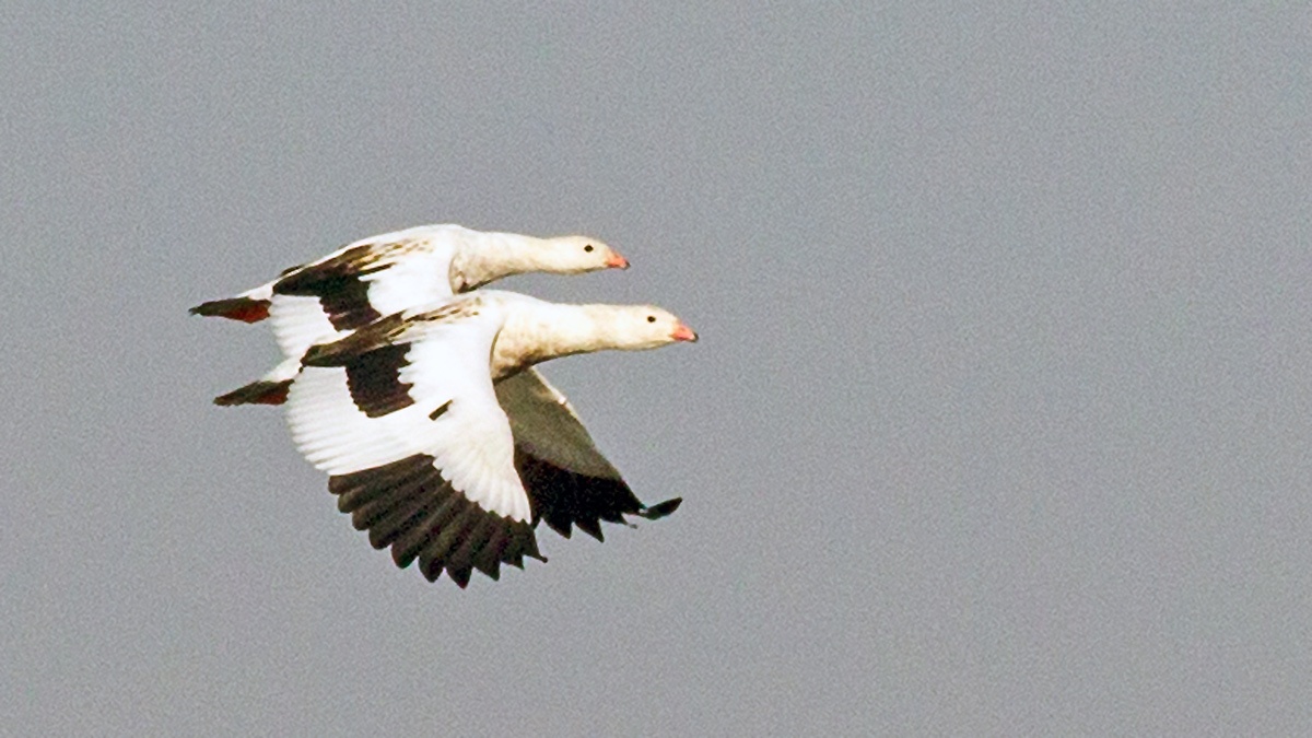 Andean Goose [Chloephaga melanoptera]