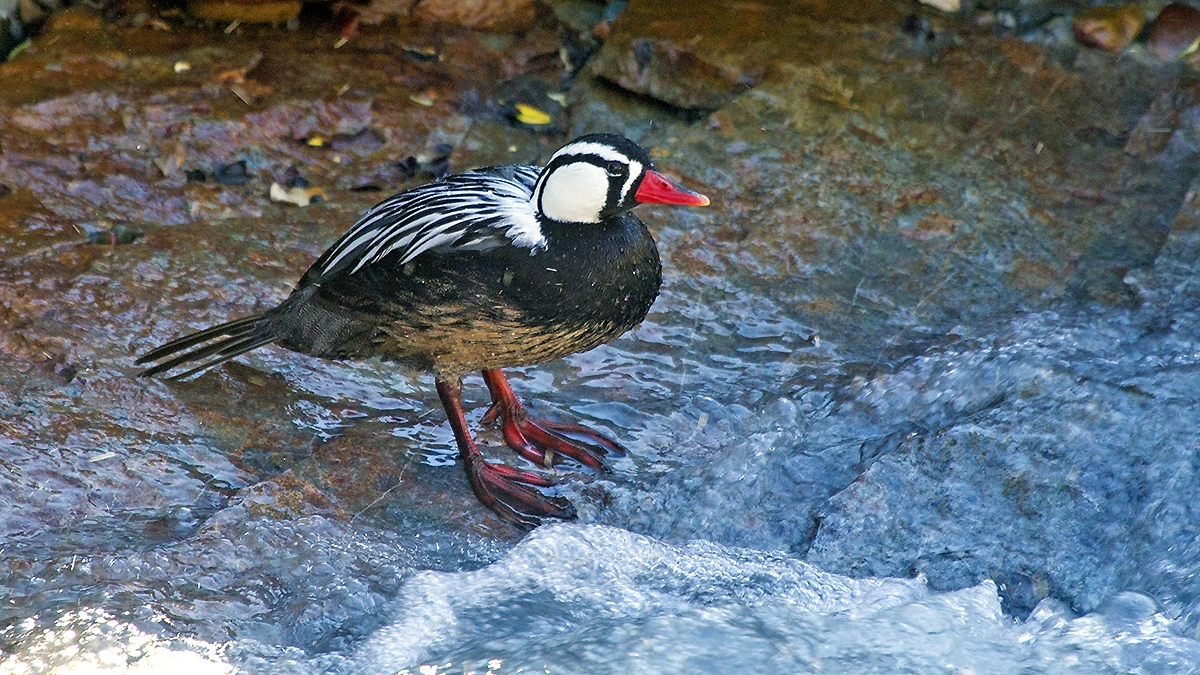Torrent Duck [Merganetta armata armata]