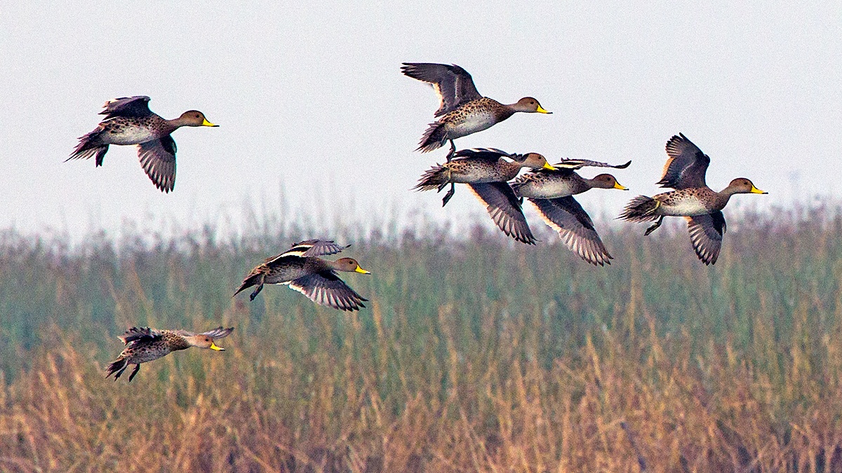 Yellow-billed Pintail [Anas georgica spinicauda]
